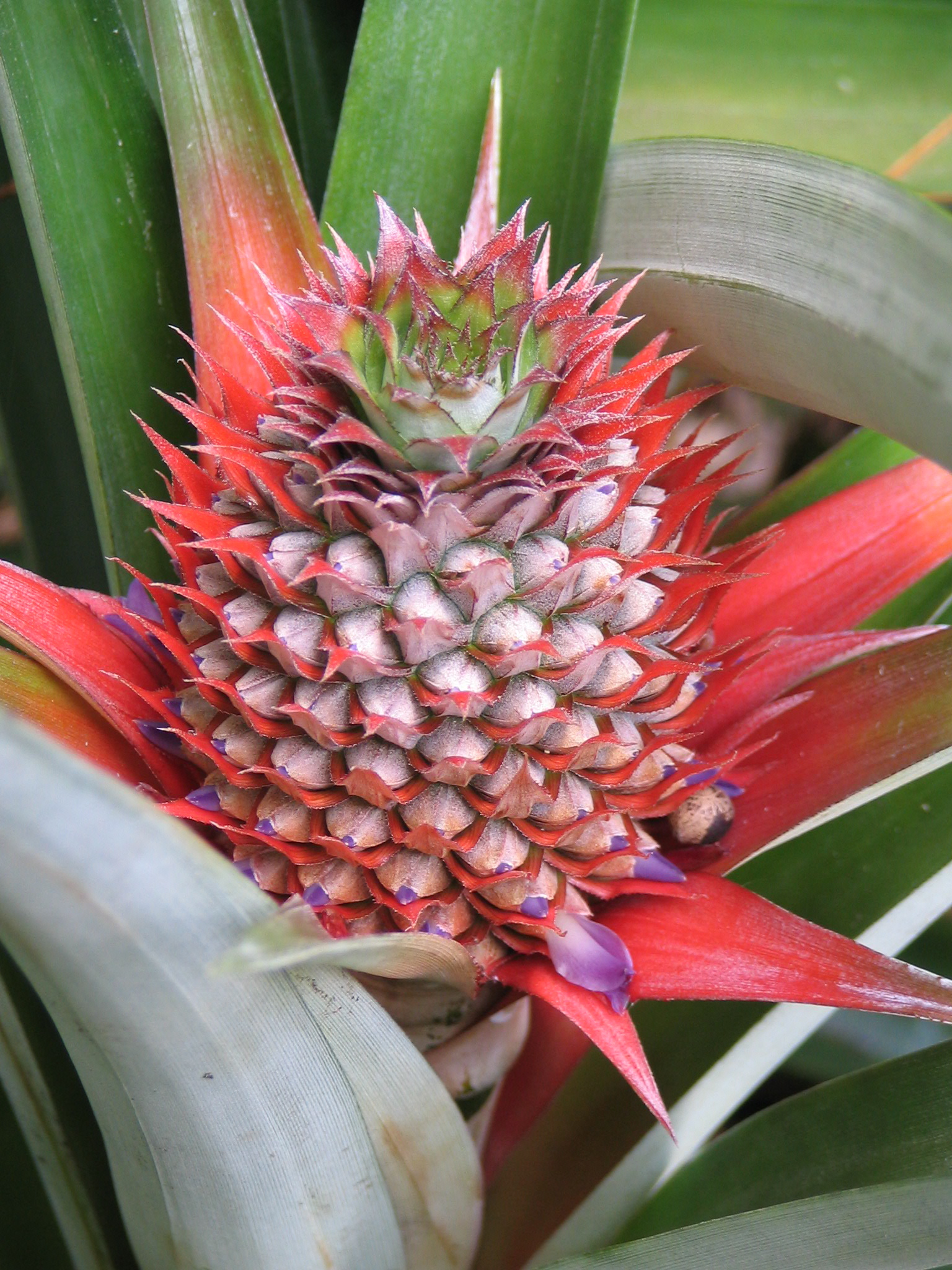 pineapple02