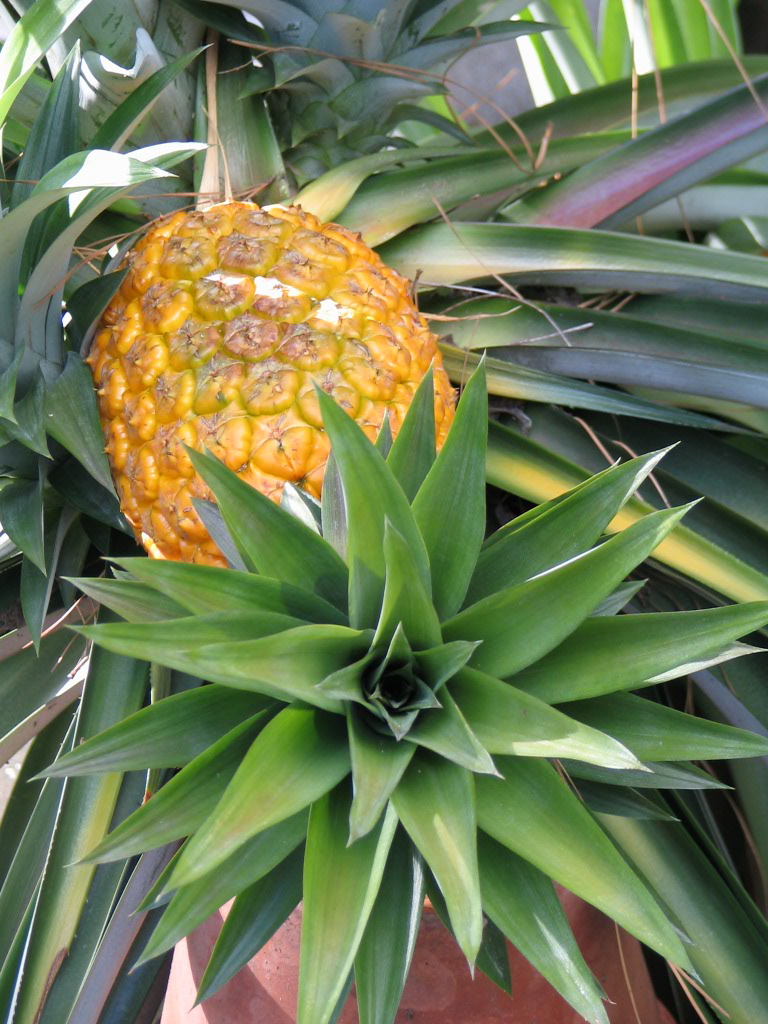 pineapple03